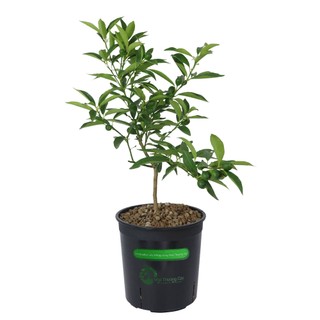 TẮC VỎ NGỌT