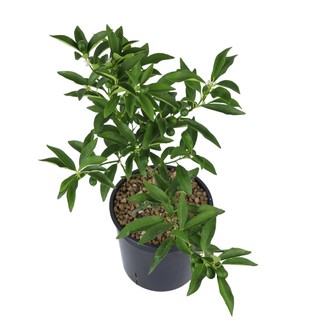 TẮC VỎ NGỌT