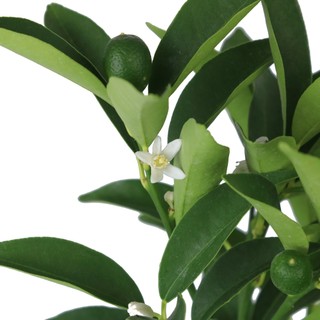 TẮC VỎ NGỌT