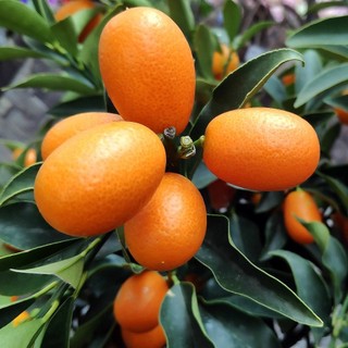 TẮC VỎ NGỌT