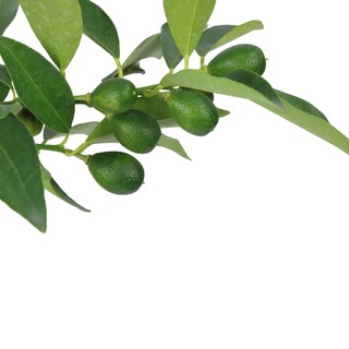 TẮC VỎ NGỌT