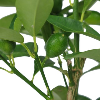 TẮC VỎ NGỌT