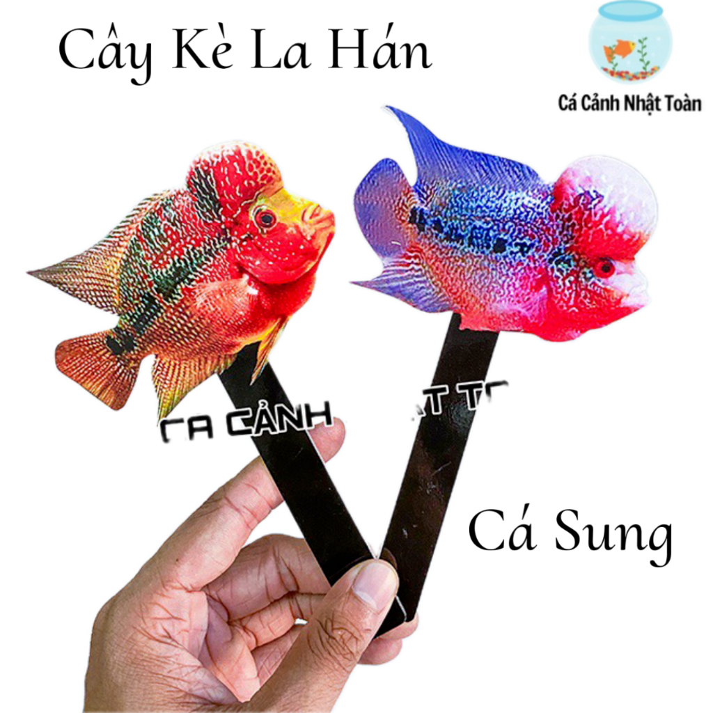 CÂY KÈ LA HÁN GIÚP SUNG CÁ