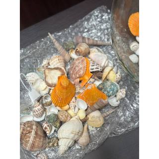 Hỗn hợp vỏ ốc tự nhiên trang trí bể cá