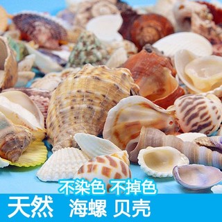 Hỗn hợp vỏ ốc tự nhiên trang trí bể cá