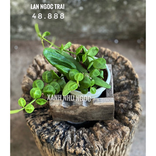 Chậu Treo Lan Ngọc Trai xinh xắn, độc đáo, decor đẹp dễ chăm sóc - |Vườn Như Ngọc| - Đã bật hoả tốc