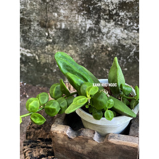 Chậu Treo Lan Ngọc Trai xinh xắn, độc đáo, decor đẹp dễ chăm sóc - |Vườn Như Ngọc| - Đã bật hoả tốc