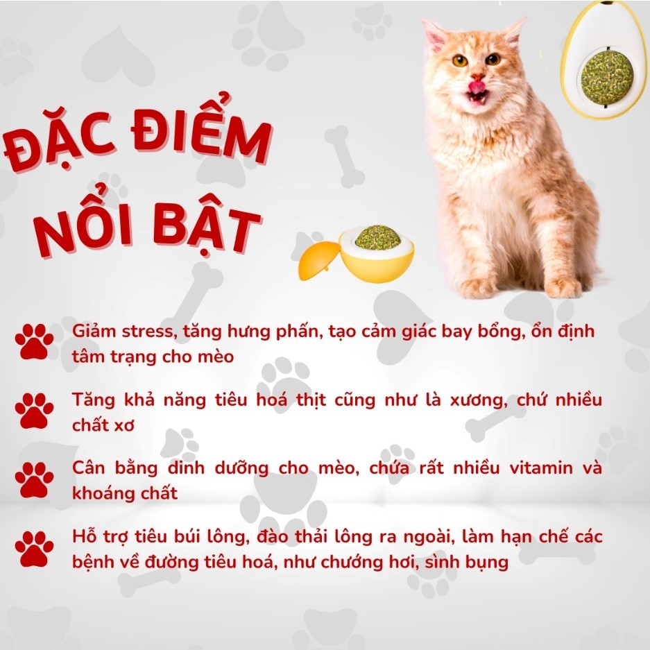 CỎ MÈO DÁN TƯỜNG HÌNH TRỨNG