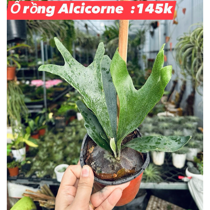 Ổ rồng Alcicorne hàng thuần (gạc nai)