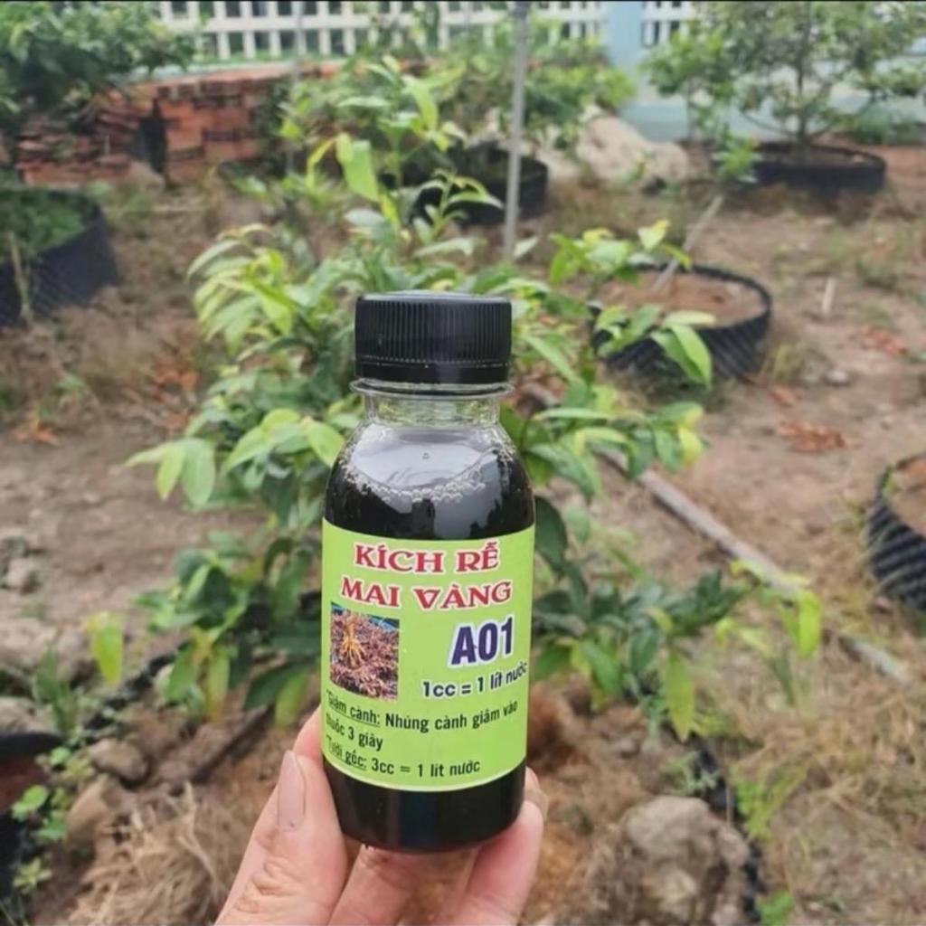 kích rễ A01 sắp - đế