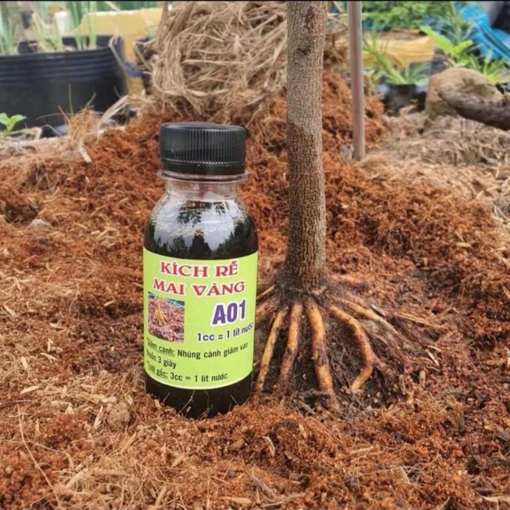kích rễ A01 sắp - đế