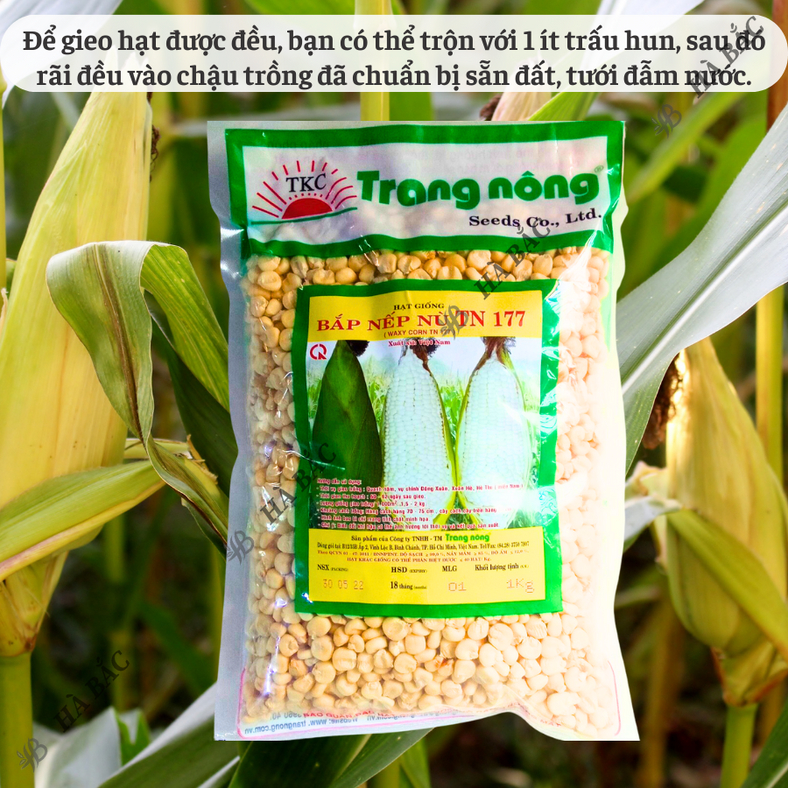 Bắp Nếp Nù Trang Nông TN177 (1kg) - hạt giống nảy mầm tốt, năng suất cao, trông quanh năm - Hạt giống Hà Bắc
