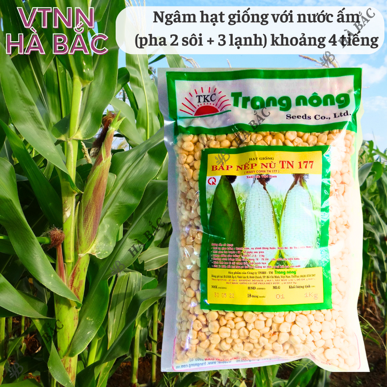 Bắp Nếp Nù Trang Nông TN177 (1kg) - hạt giống nảy mầm tốt, năng suất cao, trông quanh năm - Hạt giống Hà Bắc