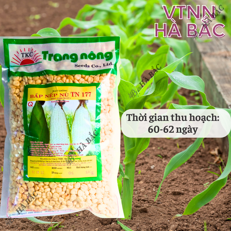 Bắp Nếp Nù Trang Nông TN177 (1kg) - hạt giống nảy mầm tốt, năng suất cao, trông quanh năm - Hạt giống Hà Bắc