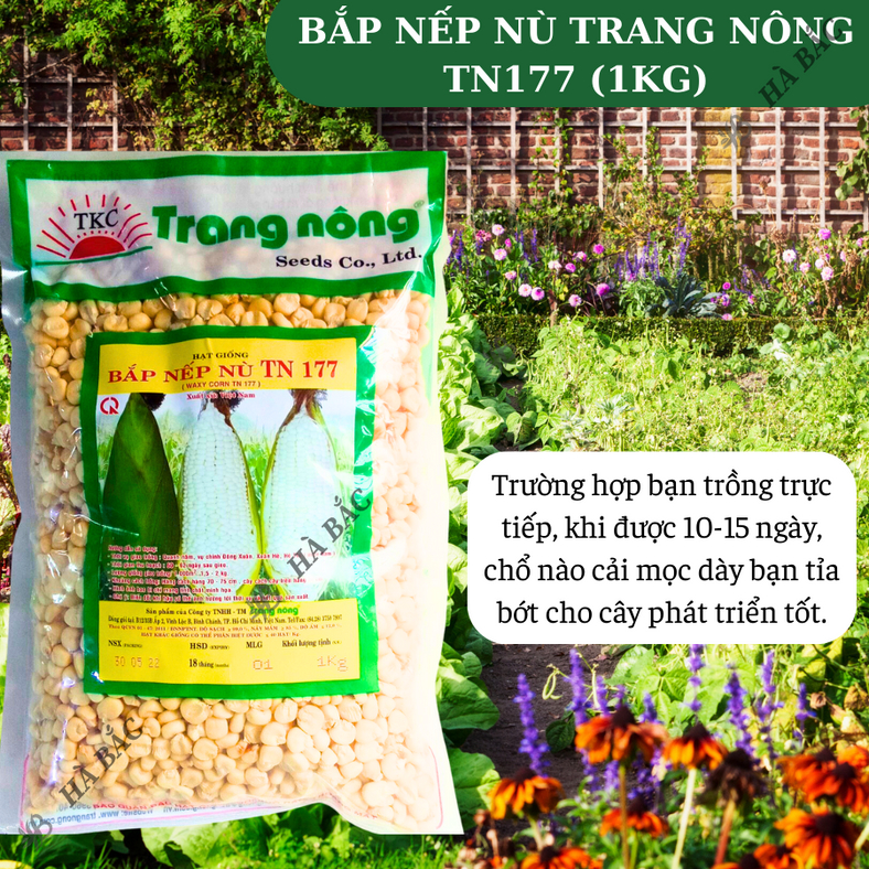 Bắp Nếp Nù Trang Nông TN177 (1kg) - hạt giống nảy mầm tốt, năng suất cao, trông quanh năm - Hạt giống Hà Bắc