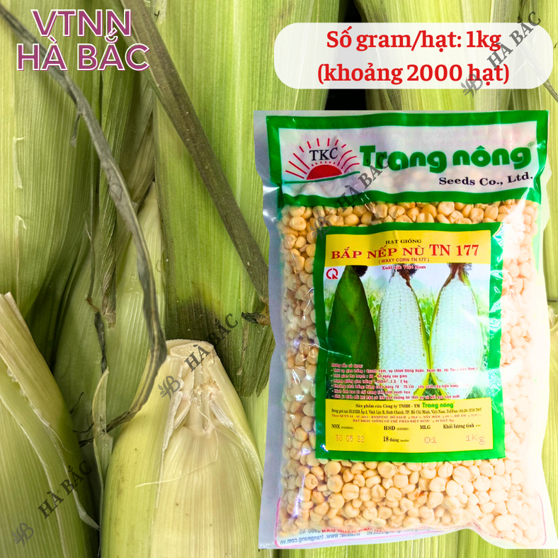 Bắp Nếp Nù Trang Nông TN177 (1kg) - hạt giống nảy mầm tốt, năng suất cao, trông quanh năm - Hạt giống Hà Bắc