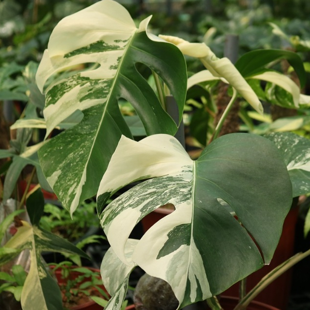 Varigated Monstera Borsigana ❤︎特大美株ハーフムーン しろし