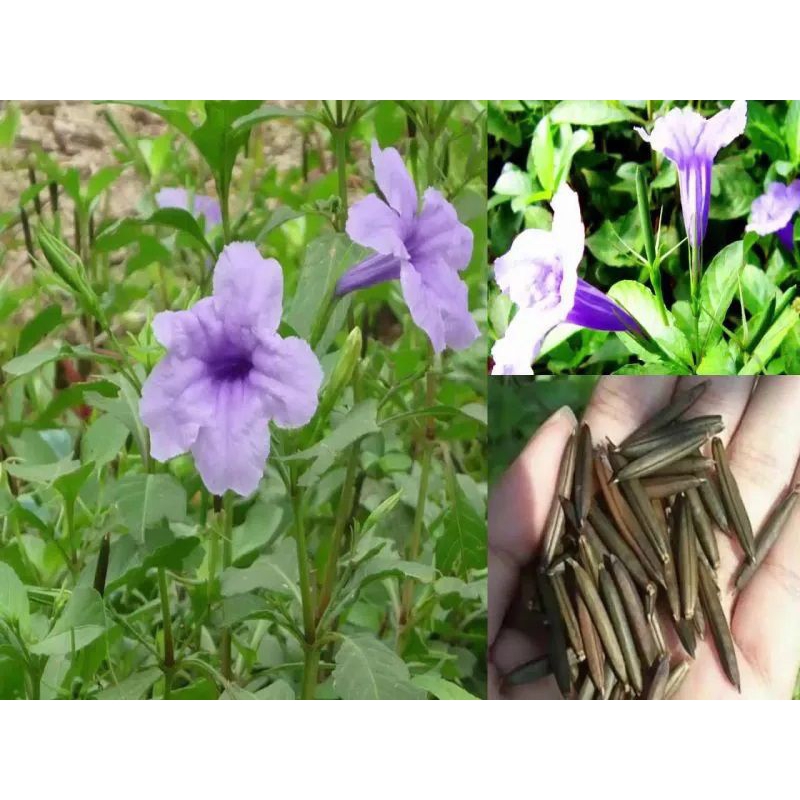 10 cây sâm nổ, sâm đất giống bao sống | Shopee Việt Nam