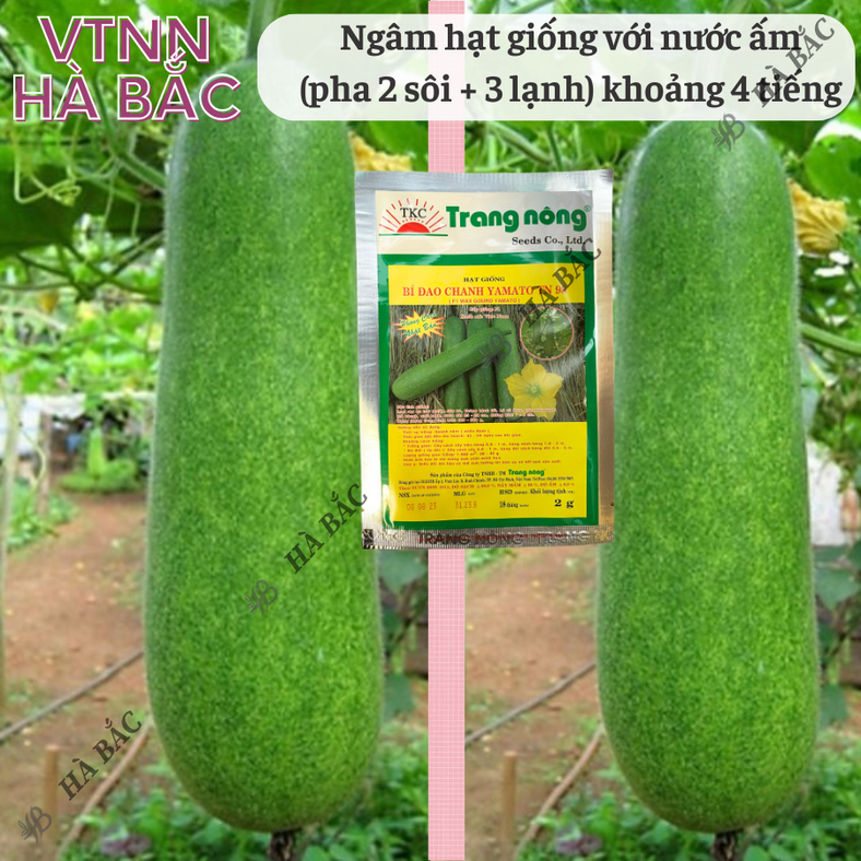 Bí Đao Chanh F1 Yamato Trang Nông TN98 (2gram), hạt giống nảy mầm tốt, năng suất cao, trông quanh năm - Hạt giống Hà Bắc