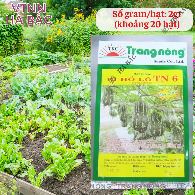 Bí đỏ Hồ Lô Trang Nông TN6 (2gram), hạt giống nảy mầm tốt, năng suất cao, trông quanh năm - Hạt giống Hà Bắc
