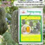 Bí Đỏ Hạt Đậu F1 Trang Nông TN332 (10gram), hạt giống nảy mầm tốt, năng suất cao, trông quanh năm - Hạt giống Hà Bắc