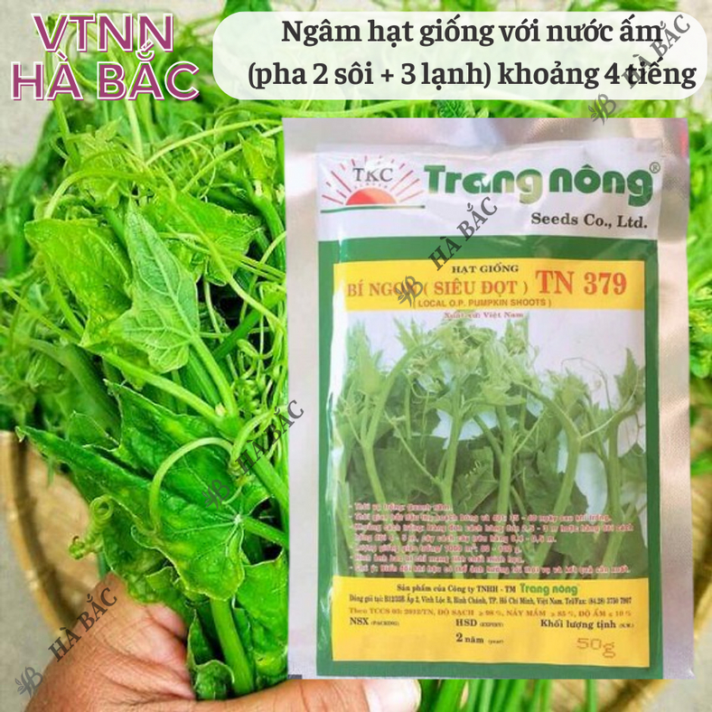 Bí Đỏ Ngọn (Siêu đọt) Trang Nông TN379 (50gr), hạt giống nảy mầm tốt, năng suất cao, trông quanh năm - Hạt giống Hà Bắc