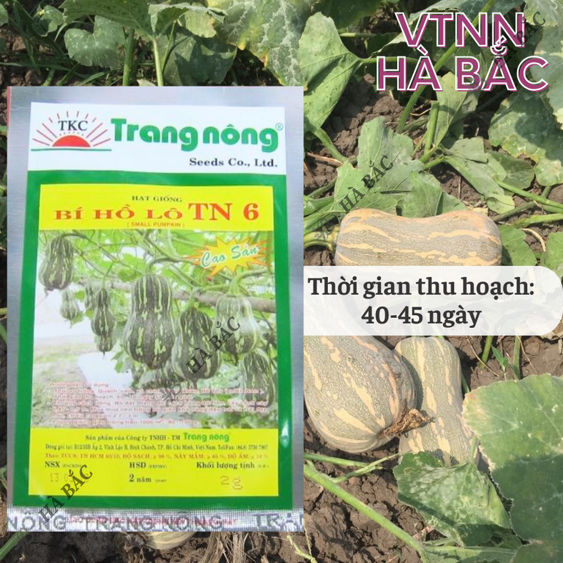 Bí đỏ Hồ Lô Trang Nông TN6 (2gram), hạt giống nảy mầm tốt, năng suất cao, trông quanh năm - Hạt giống Hà Bắc