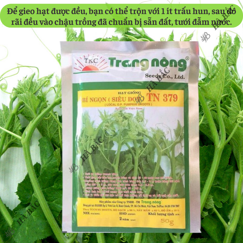 Bí Đỏ Ngọn (Siêu đọt) Trang Nông TN379 (50gr), hạt giống nảy mầm tốt, năng suất cao, trông quanh năm - Hạt giống Hà Bắc