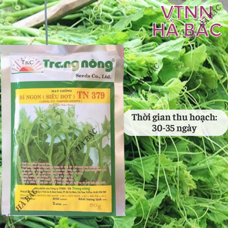 Bí Đỏ Ngọn (Siêu đọt) Trang Nông TN379 (50gr), hạt giống nảy mầm tốt, năng suất cao, trông quanh năm - Hạt giống Hà Bắc
