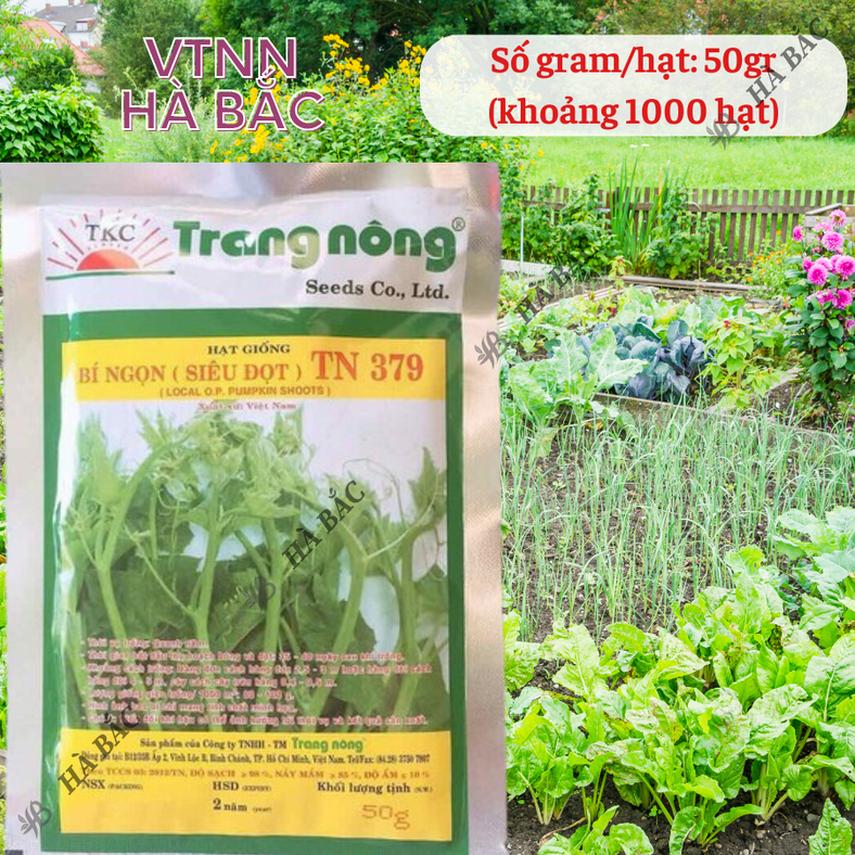 Bí Đỏ Ngọn (Siêu đọt) Trang Nông TN379 (50gr), hạt giống nảy mầm tốt, năng suất cao, trông quanh năm - Hạt giống Hà Bắc