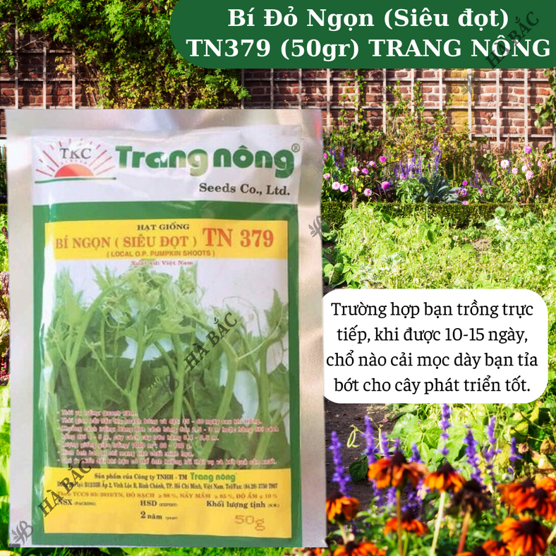 Bí Đỏ Ngọn (Siêu đọt) Trang Nông TN379 (50gr), hạt giống nảy mầm tốt, năng suất cao, trông quanh năm - Hạt giống Hà Bắc
