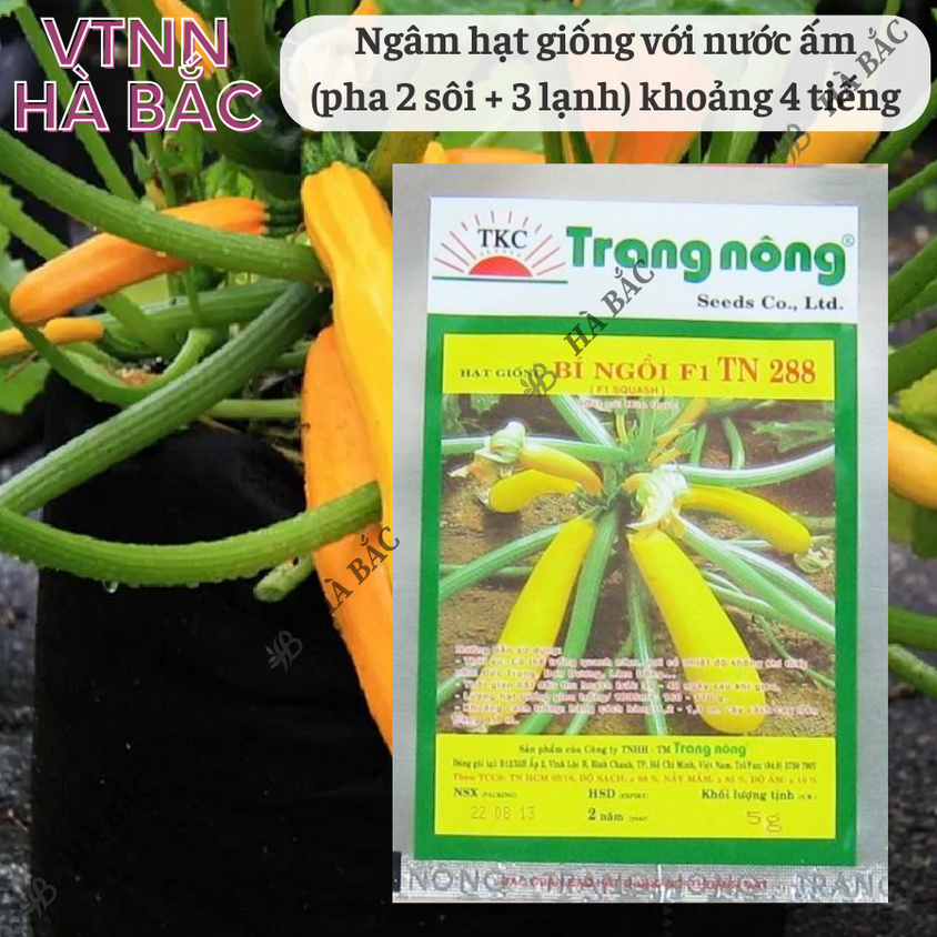 Bí Ngồi Vàng Hàn Quốc F1 Trang Nông TN288 (5gram), hạt giống nảy mầm tốt, năng suất cao, trông quanh năm