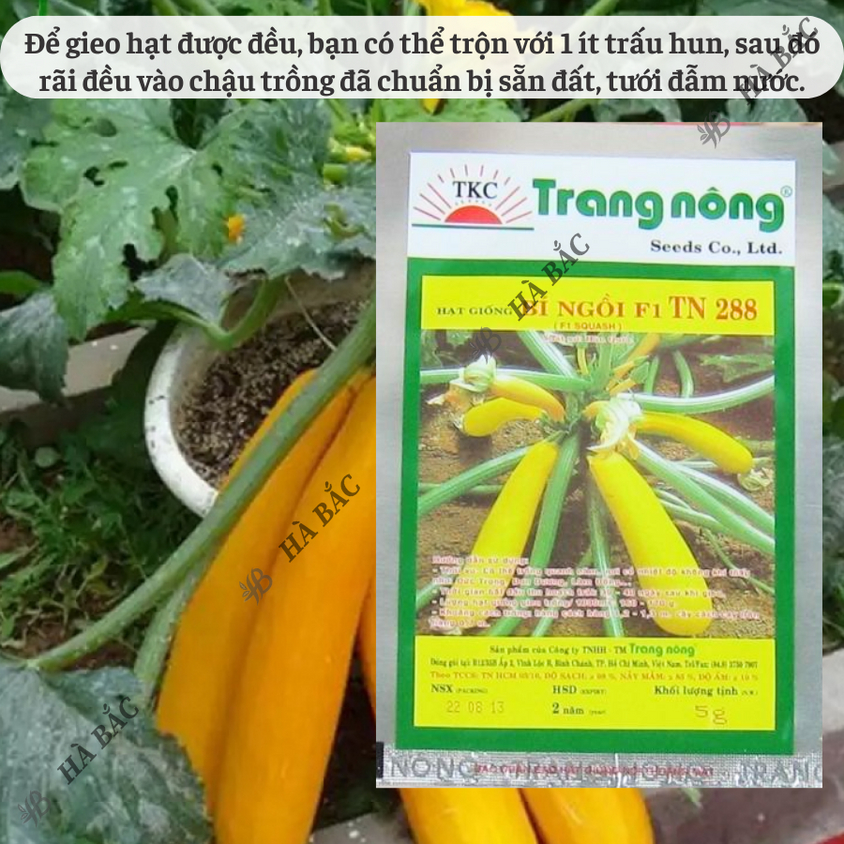 Bí Ngồi Vàng Hàn Quốc F1 Trang Nông TN288 (5gram), hạt giống nảy mầm tốt, năng suất cao, trông quanh năm