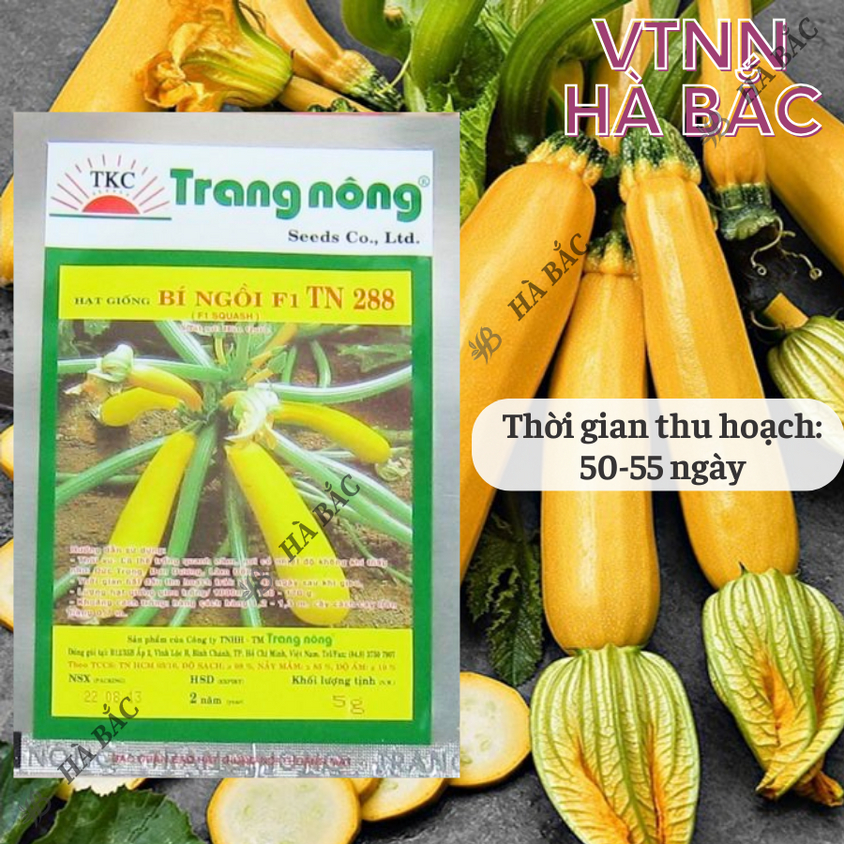 Bí Ngồi Vàng Hàn Quốc F1 Trang Nông TN288 (5gram), hạt giống nảy mầm tốt, năng suất cao, trông quanh năm