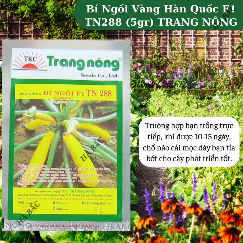 Bí Ngồi Vàng Hàn Quốc F1 Trang Nông TN288 (5gram), hạt giống nảy mầm tốt, năng suất cao, trông quanh năm