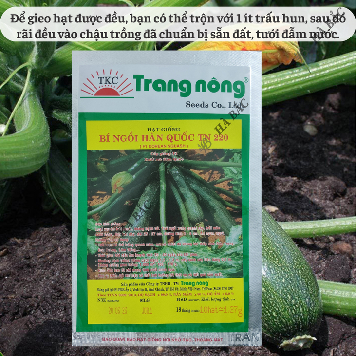Bí ngồi xanh Hàn Quốc TN220 (NHỎ 10 hạt) Trang Nông, hạt giống nảy mầm tốt, năng suất cao, trông quanh năm