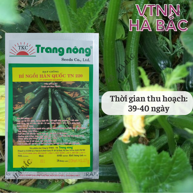 Bí ngồi xanh Hàn Quốc TN220 (NHỎ 10 hạt) Trang Nông, hạt giống nảy mầm tốt, năng suất cao, trông quanh năm