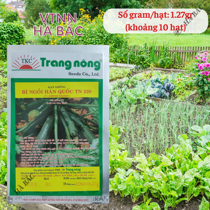 Bí ngồi xanh Hàn Quốc TN220 (NHỎ 10 hạt) Trang Nông, hạt giống nảy mầm tốt, năng suất cao, trông quanh năm