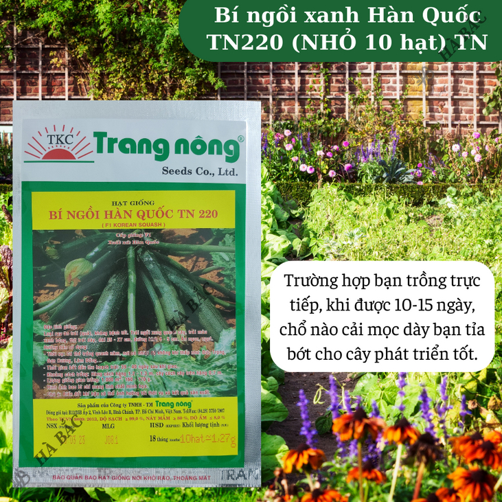 Bí ngồi xanh Hàn Quốc TN220 (NHỎ 10 hạt) Trang Nông, hạt giống nảy mầm tốt, năng suất cao, trông quanh năm