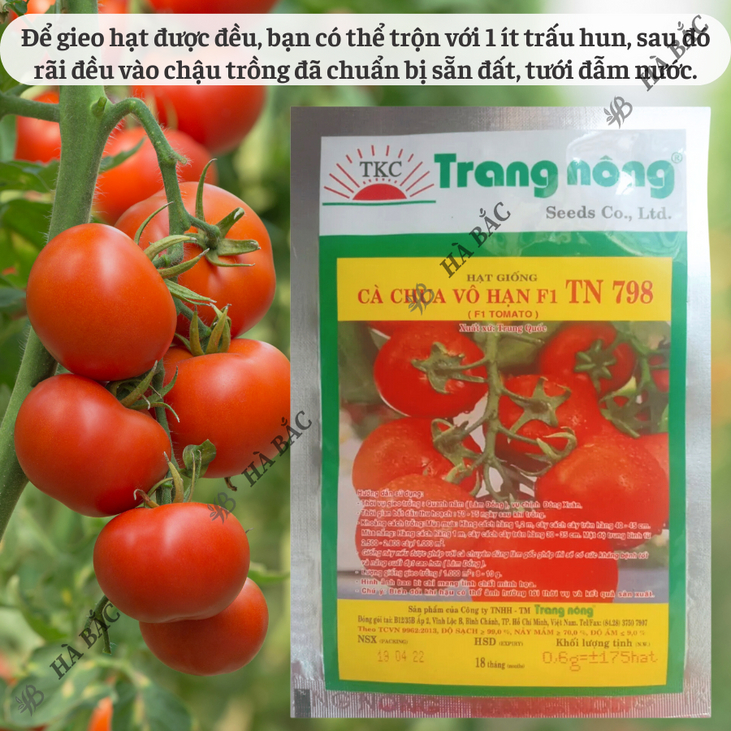 Cà Chua Vô Hạn F1 TN748 - TN798 (0.6gr), hạt giống nảy mầm tốt, năng suất cao, trông quanh năm - Hạt giống Hà Bắc