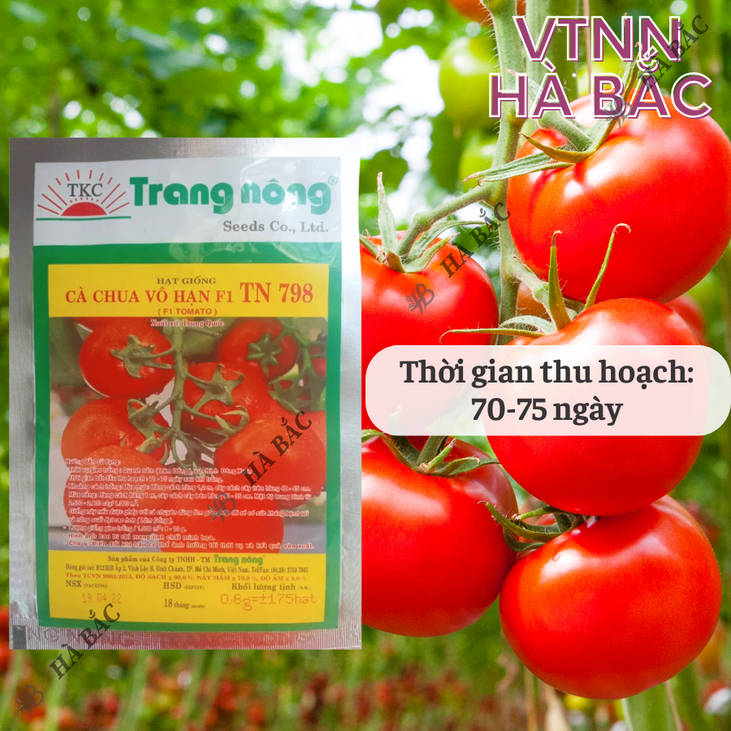 Cà Chua Vô Hạn F1 TN748 - TN798 (0.6gr), hạt giống nảy mầm tốt, năng suất cao, trông quanh năm - Hạt giống Hà Bắc