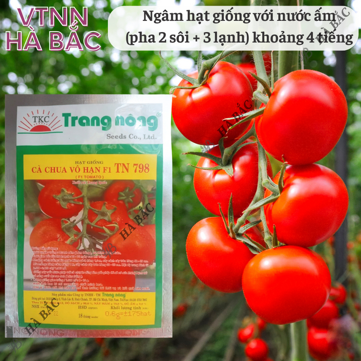 Cà Chua Vô Hạn F1 TN748 - TN798 (0.6gr), hạt giống nảy mầm tốt, năng suất cao, trông quanh năm - Hạt giống Hà Bắc