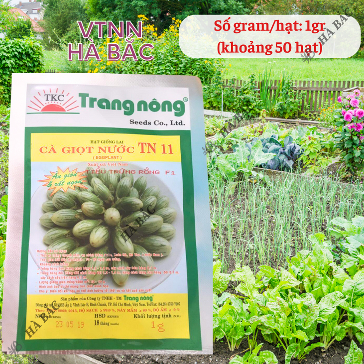 Cà Giọt Nước TN11 Trang Nông (1gram), hạt giống nảy mầm tốt, năng suất cao, trông quanh năm - Hạt giống Hà Bắc