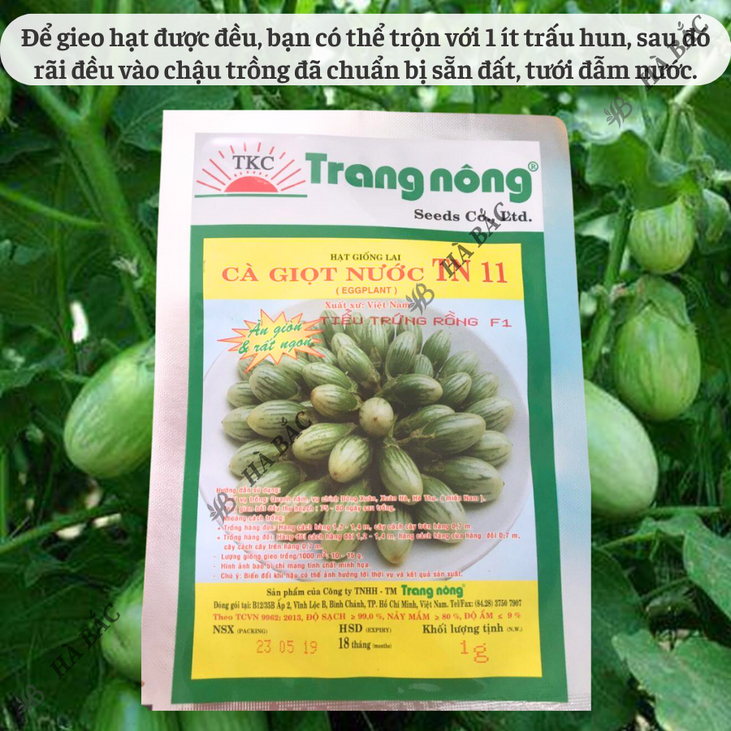 Cà Giọt Nước TN11 Trang Nông (1gram), hạt giống nảy mầm tốt, năng suất cao, trông quanh năm - Hạt giống Hà Bắc