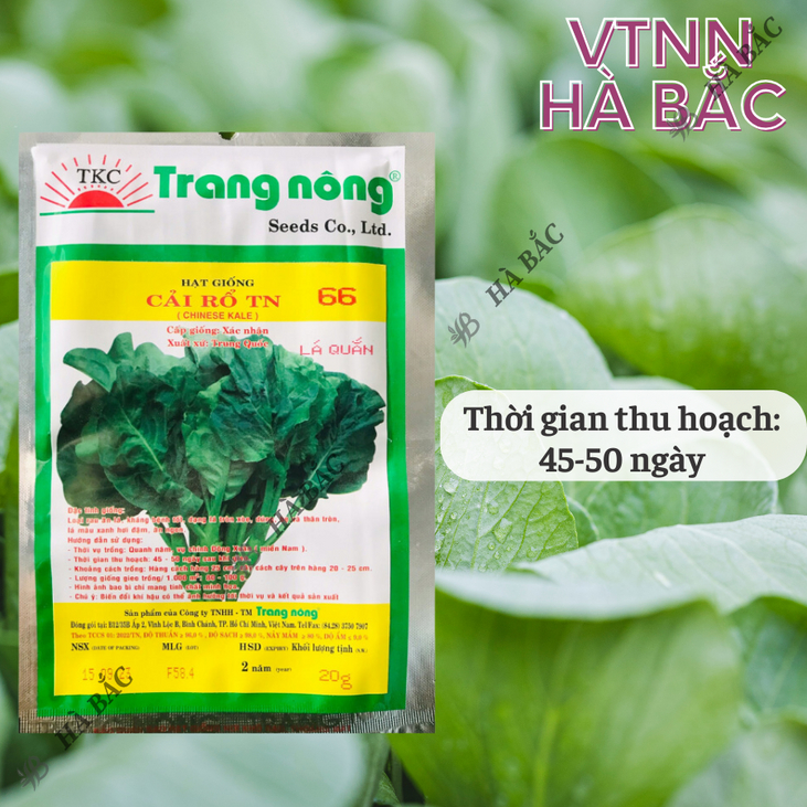 Cải Rổ TN66 Trang Nông (20gram), hạt giống nảy mầm tốt, năng suất cao, trông quanh năm - Hạt giống Hà Bắc