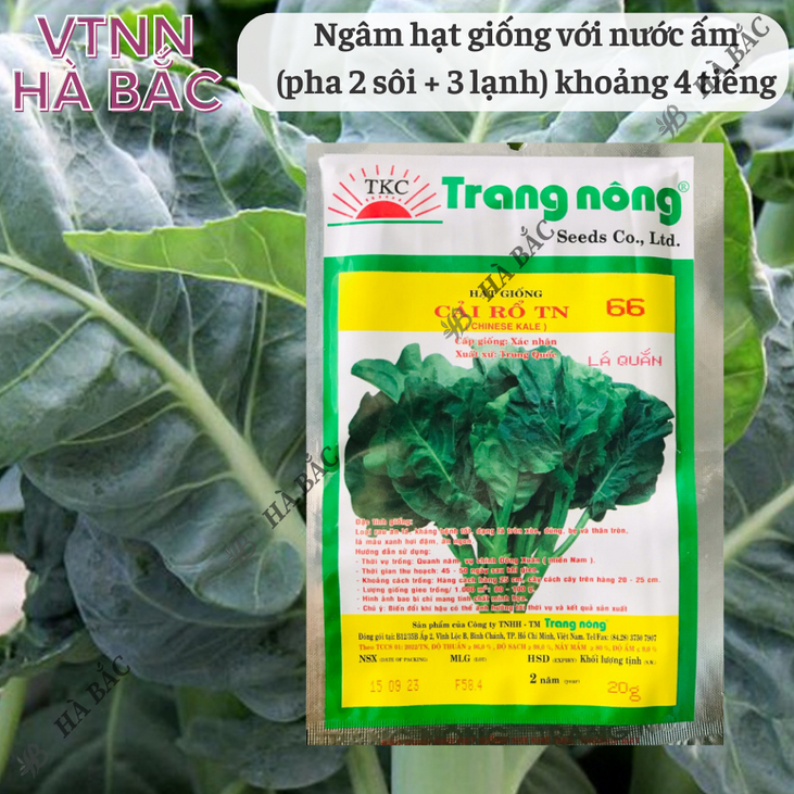 Cải Rổ TN66 Trang Nông (20gram), hạt giống nảy mầm tốt, năng suất cao, trông quanh năm - Hạt giống Hà Bắc