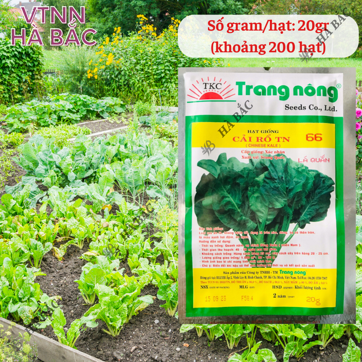 Cải Rổ TN66 Trang Nông (20gram), hạt giống nảy mầm tốt, năng suất cao, trông quanh năm - Hạt giống Hà Bắc