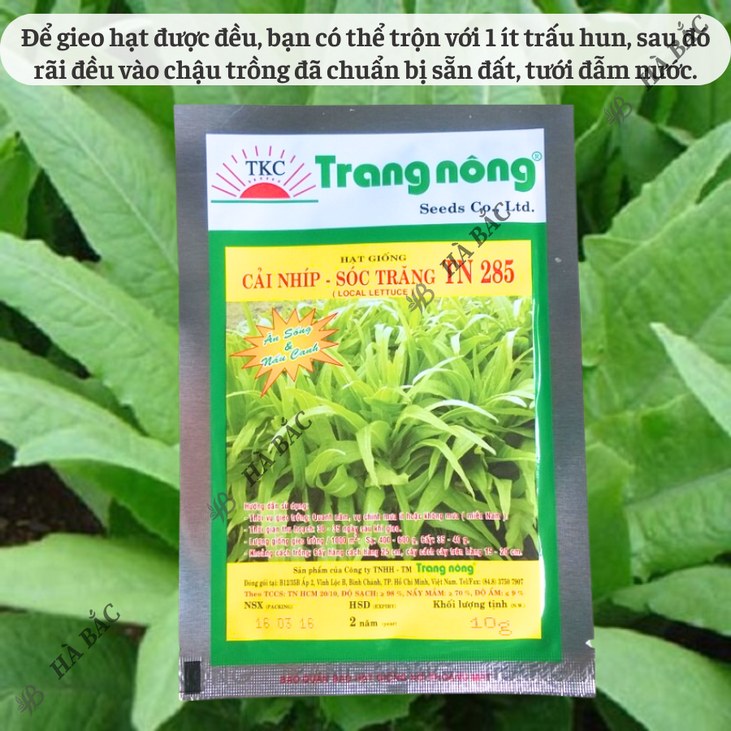 Cải Nhíp Sóc Trăng TN285 Trang Nông (10gram), hạt giống nảy mầm tốt, năng suất cao, trông quanh năm - Hạt giống Hà Bắc