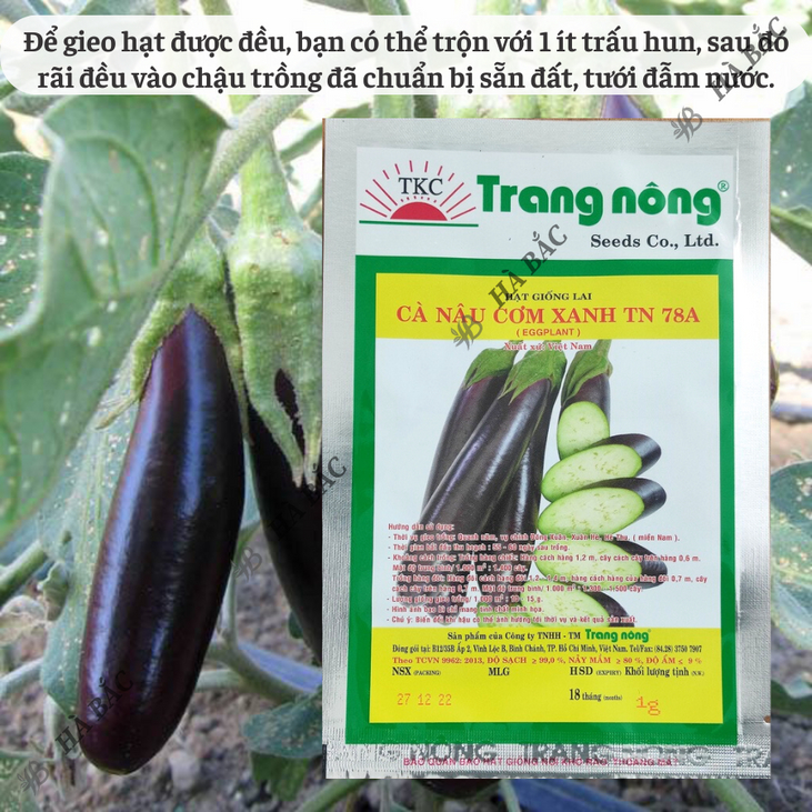 Cà Nâu Cơm Xanh TN78A Trang Nông (1gram), hạt giống nảy mầm tốt, năng suất cao, trông quanh năm - Hạt giống Hà Bắc