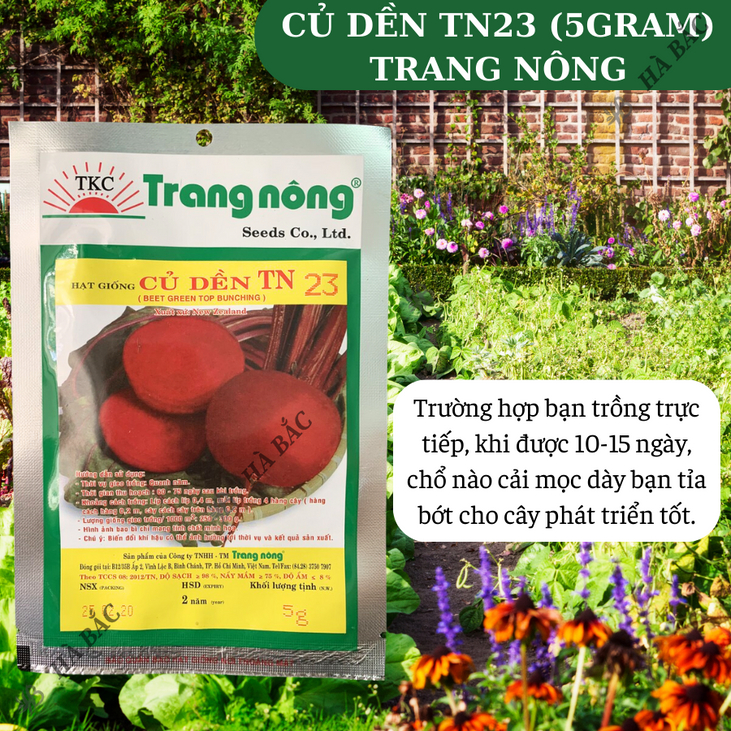 Củ Dền TN23 Trang Nông (5gram), hạt giống nảy mầm tốt, năng suất cao, trông quanh năm - Hạt giống Hà Bắc